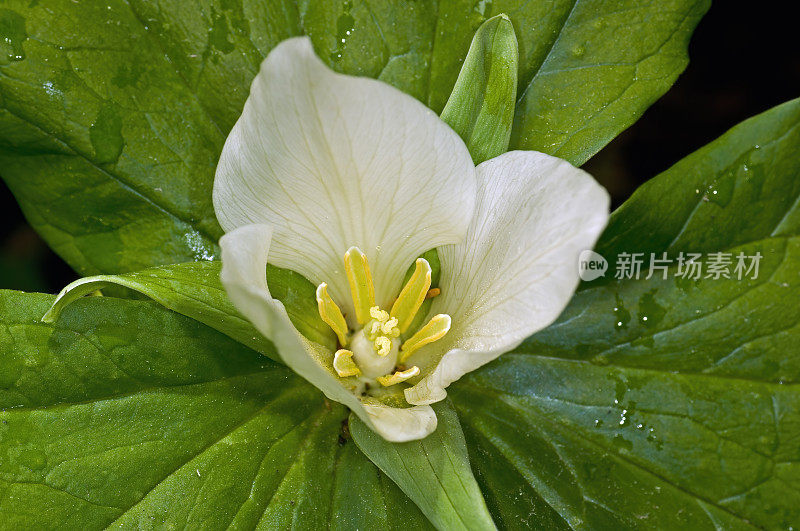 巨型Trillium, Trillium chloropetalum，北加利福尼亚海岸的俄罗斯峡谷州立公园;家庭Melanthiaceae分类法。